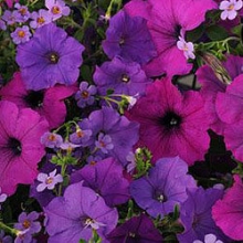 Мультисмесь Фузейблс Хилинг Вотерс [100 драже] - ООО «Семена Тут»