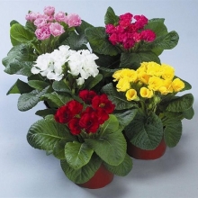 Примула махровая Розанна Микс [100 шт] - ООО «Семена Тут»