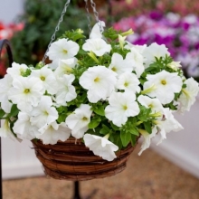 Петуния грандифлора Эспрессо Грандэ Вайт [100 драже] - ООО «Семена Тут»