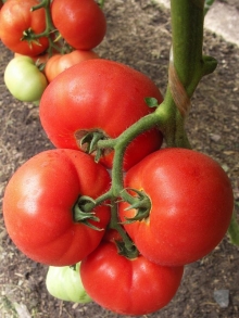 Томат Биг Биф F1 - ООО «Семена Тут»