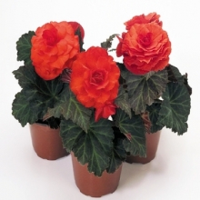 Бегония клубневая Нонстоп Оранж [500 драже] - ООО «Семена Тут»