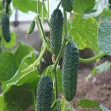 Огурец Матрица F1 - ООО «Семена Тут»