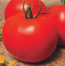Томат Транс Кинг F1 (обраб. тирамом) - ООО «Семена Тут»