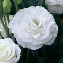 Эустома Крома 3 Силки Вайт [1000 драже] - ООО «Семена Тут»