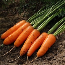 Морковь Шантенэ Королевская - ООО «Семена Тут»