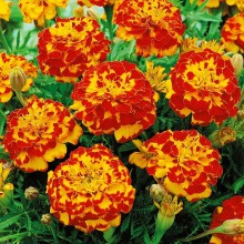 img-1: Бархатцы отклоненные махровые Болеро - ООО «Семена Тут»
