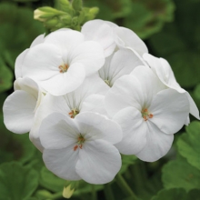 Пеларгония зональная Пинто Премиум Вайт [1000 шт] - ООО «Семена Тут»