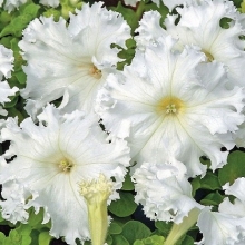 Петуния грандифлора Афродита белая [100 драже] - ООО «Семена Тут»