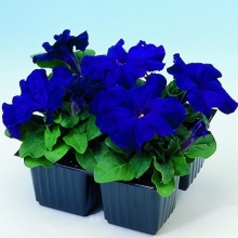 Петуния грандифлора Лимбо Джи Пи Блю [10000 драже] - ООО «Семена Тут»