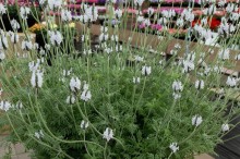 img-1: Лаванда Торч F1 Минти айс [1000 шт] - ООО «Семена Тут»