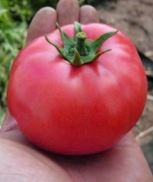 Томат Розализа F1 - ООО «Семена Тут»