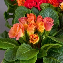 Примула махровая Розанна Эприкот Шейдес [1000 шт] - ООО «Семена Тут»