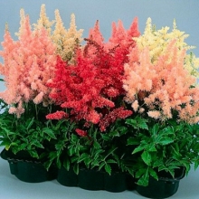 Астильба Арендса Шоустар [1000 драже] - ООО «Семена Тут»