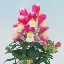 Львиный зев Снэппи Роуз энд Вайт [1000 шт] - ООО «Семена Тут»