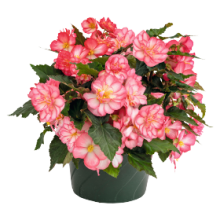 img-2: Бегония клубневая Нонстоп Джой Роуз Пикоти [500 драже] - ООО «Семена Тут»