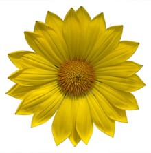 img-1: Газания Энорма Еллоу [1000 шт] - ООО «Семена Тут»