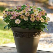 img-1: Петуния мультифлора Дебонаир Дасти Роуз [1000 драже] - ООО «Семена Тут»