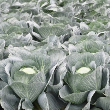 Капуста белокочанная Флексима F1 - ООО «Семена Тут»