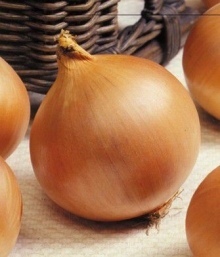 Лук репчатый Премито F1 - ООО «Семена Тут»