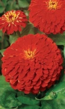 img-1: Цинния георгиноцветковая Алое пламя - ООО «Семена Тут»