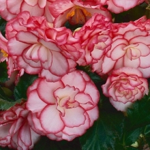 Бегония клубневая Он Топ Пинк Хало [100 драже] - ООО «Семена Тут»