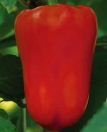 Перец Солист - ООО «Семена Тут»