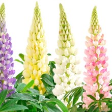 Люпин Люпини Микс [1000 шт] - ООО «Семена Тут»