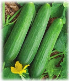 Огурец Практик F1 (инкруст. семена) - ООО «Семена Тут»
