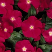 Катарантус Пацифика Черри Ред [1000 шт] - ООО «Семена Тут»