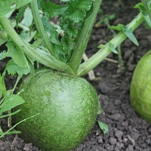 Редька Маргеланская (фракция 2,4-2,75 мм) - ООО «Семена Тут»