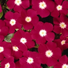 Катарантус Пацифика Черри Ред Хало [1000 шт] - ООО «Семена Тут»