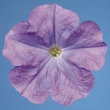 Петуния мультифлора Селебрити Скай Блю [1000 драже] - ООО «Семена Тут»