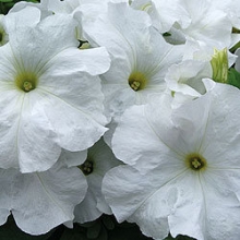 Петуния грандифлора Лимбо Джи Пи Вайт [100 драже] - ООО «Семена Тут»