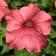 Петуния грандифлора Тритуния Салмон [100 драже] - ООО «Семена Тут»