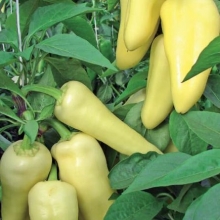 Перец Эдрос F1 - ООО «Семена Тут»