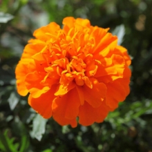 Бархатцы отклоненные Креста Дип Оранж [100 шт] - ООО «Семена Тут»