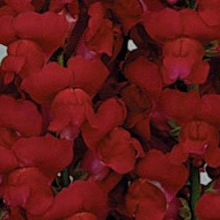 Львиный зев Мэриленд (группа 1,2) Роял [1000 шт] - ООО «Семена Тут»