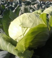 Капуста белокочанная Марло F1 - ООО «Семена Тут»