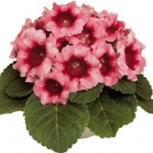 Глоксиния Аванти F1 Пич Роуз  [100 драже] - ООО «Семена Тут»