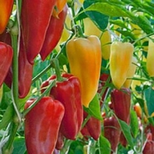 Перец Индиго F1 - ООО «Семена Тут»