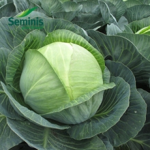 Капуста белокочанная СВ 3404 ЖЛ F1 - ООО «Семена Тут»