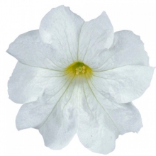 Петуния грандифлора Игл Вайт [100 драже] - ООО «Семена Тут»