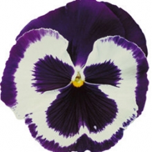 Виола крупноцветковая Пауэр Блю энд Вайт [100 шт] - ООО «Семена Тут»