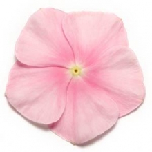 Катарантус Пацифика Иси Пинк [1000 шт] - ООО «Семена Тут»