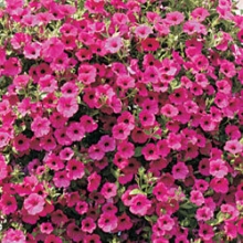 Петуния ампельная F1 Парпл Вельвет [1000 драже] - ООО «Семена Тут»