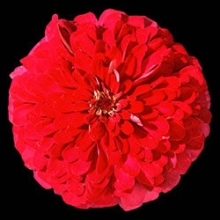 Цинния Мастер Черри Роуз [1000 шт] - ООО «Семена Тут»