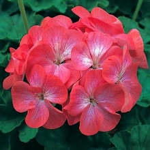 Пеларгония зональная Дивас Пикоти Ред [100 шт] (инкруст. семена) - ООО «Семена Тут»