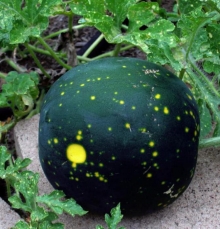 img-1: Арбуз Звезда - ООО «Семена Тут»