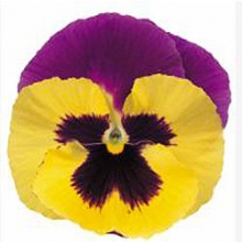 Виола крупноцветковая Пауэр Блюберри энд Крим  [100 шт] - ООО «Семена Тут»