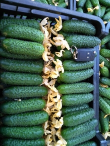 img-1: Огурец Киборг F1 - ООО «Семена Тут»